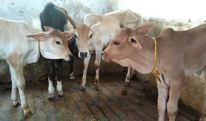पशुसंवर्धन विभागाच्या राज्यस्तरीय आणि जिल्हा वार्षिक योजनांसाठी अर्ज करण्यास 15 डिसेंबरपर्यंत मुदतवाढ