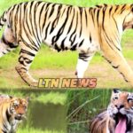 हिंदुस्तानातील वाघाच्या काळजाची उपमा असलेल्या महाराष्ट्रात केवळ 12 वर्षात 257 टक्के वाघांच्या संख्येत वाढ.