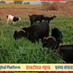 लातूर ग्रामीणमध्ये धाडसी चोरी: वासनगाव येथून २१ शेळ्या लंपास; पशुपालकांचे लाखांचे नुकसान