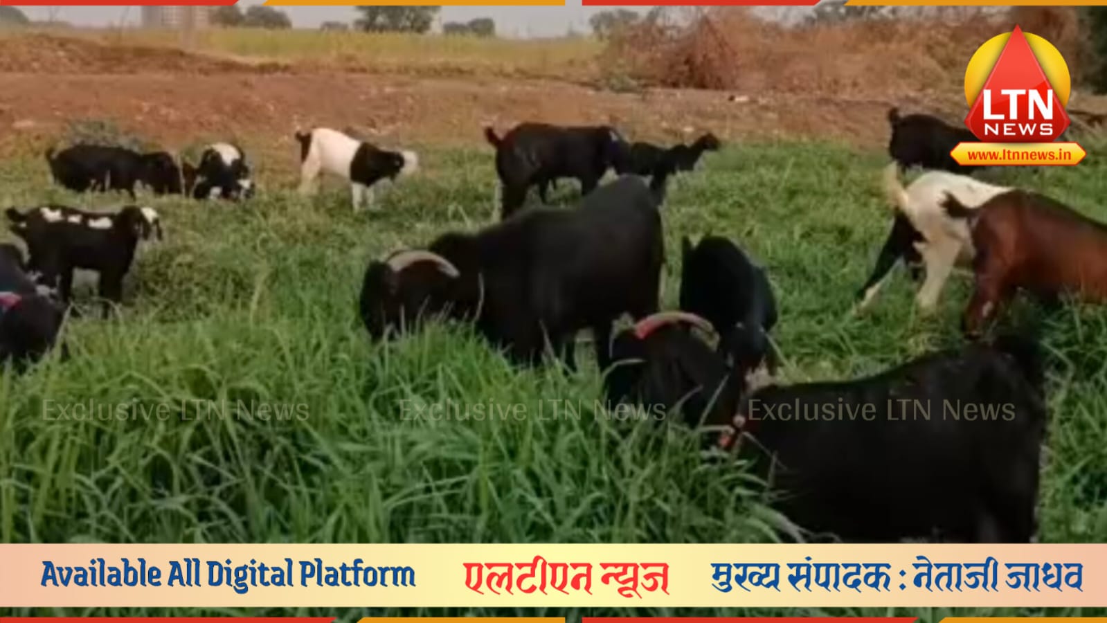 लातूर ग्रामीणमध्ये धाडसी चोरी: वासनगाव येथून २१ शेळ्या लंपास; पशुपालकांचे लाखांचे नुकसान