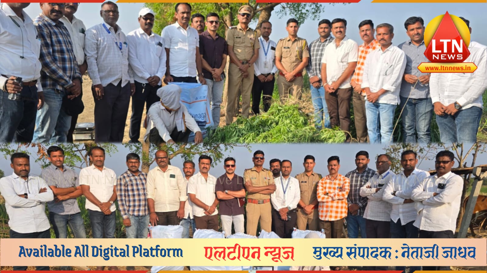 लातूर पोलिसांची मोठी कारवाई! उसाच्या शेतात गांजाची शेती; ५.२२ लाखांचा मुद्देमाल जप्त, आरोपी अटकेत